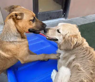 Two Dogs Playing